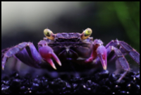 Purple Vampire Crab