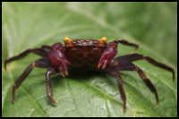 Purple Vampire Crab