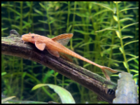 Red lizard whiptail