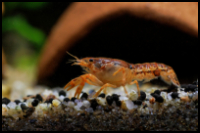 Mexican Dwarf Crayfish