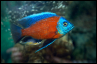 Copadichromis borleyi (Kadango)