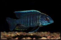 Cynotilapia zebroides