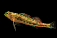 Etheostoma tennesseense