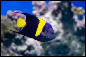 Asfur Angelfish