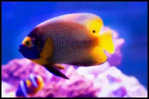 Blueface Angelfish