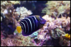 Chrysurus Angelfish