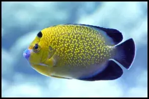 Goldflake Angelfish