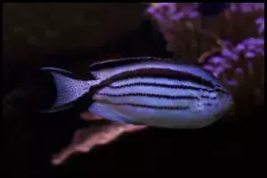 Lamarck's Angelfish