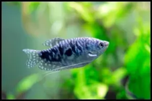 Opaline Gourami Standard