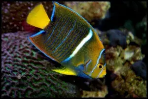 Passer Angelfish