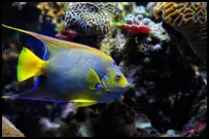 Queen Angelfish