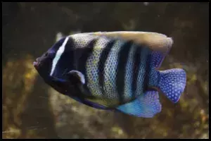 Six Bar Angelfish