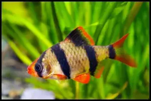 Tiger Barb