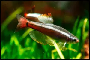 White Cloud Minnow