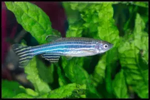 Zebra Danio