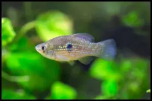 American Flagfish