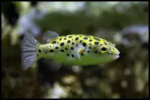 Green Spotted Puffer