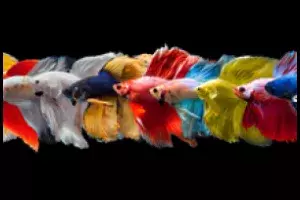 Betta Splendens