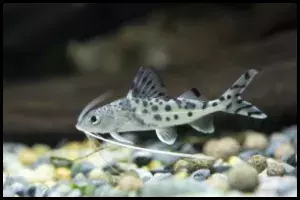 Pictus Catfish