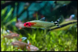 Rummynose Tetra