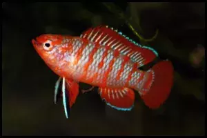 Scarlet Badis