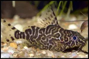 Featherfin Catfish