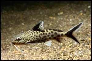 Synodontis multipunctatus