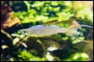 Threadfin Rainbow