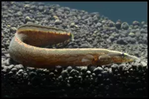 Tire Track Eel