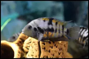 Convict Cichlid Standard