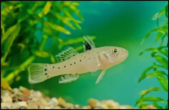 Knight  Goby