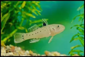 Knight  Goby