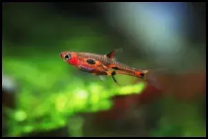 Phoenix Rasbora