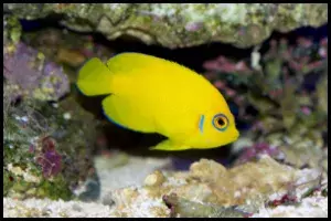 Lemonpeel Angelfish