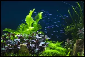 top-ten-nano-fish-thumbnail-blog