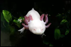 cute axolotl