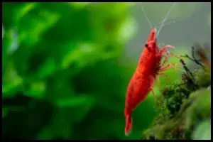 Neocaridina Shrimp