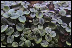 duckweed-top-view