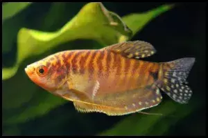 Golden Gourami