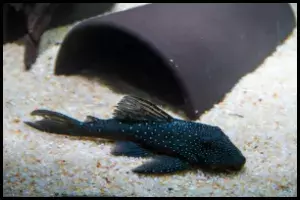 Blue Phantom Pleco