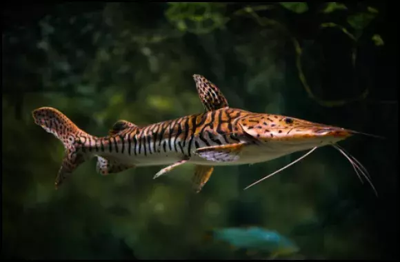 Tiger Shovelnose Catfish