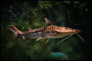 Tiger Shovelnose Catfish