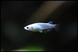 Japanese Ricefish