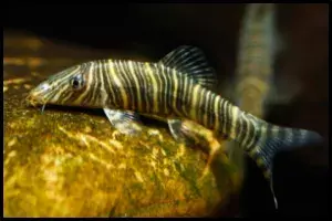 Zebra Loach