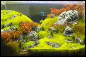 High Tech Aquarium