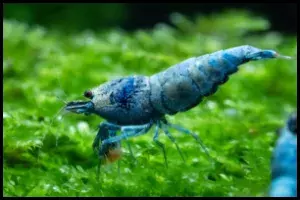 blue Bolt Shrimp