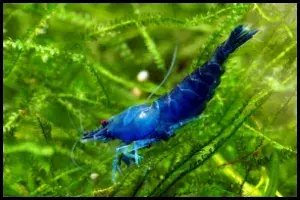 Dream Blue Shrimp