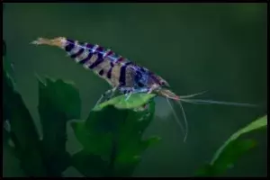 Tiger Shrimp