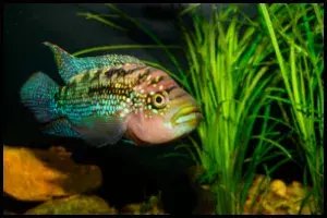 Jack Dempsey