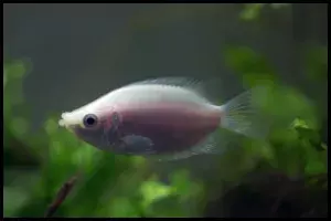 Kissing Gouramis